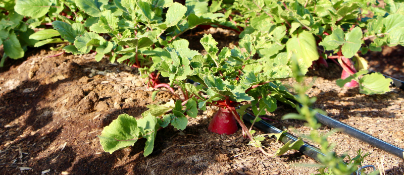 Rows of radishes planted in the ground